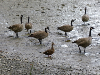 Filename=P1080850.JPG
Filesize=5925KiB
Dimensions=4320x3240
Date added=Aug 10, 2020 P1080850.JPG