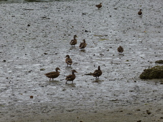 Filename=P1080853.JPG
Filesize=6064KiB
Dimensions=4320x3240
Date added=Aug 10, 2020 P1080853.JPG