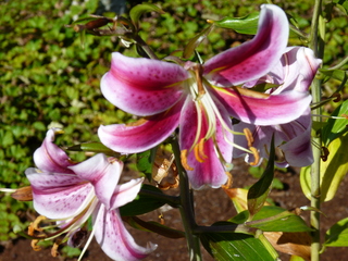 Filename=P1080864.JPG
Filesize=5556KiB
Dimensions=4320x3240
Date added=Aug 10, 2020 P1080864.JPG