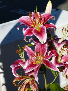 Filename=P1080865.JPG
Filesize=5041KiB
Dimensions=3240x4320
Date added=Aug 10, 2020 P1080865.JPG