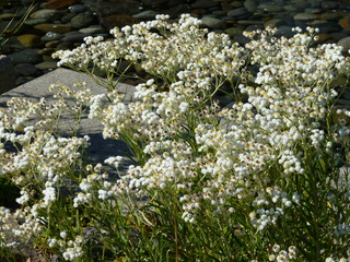 Filename=P1080867.JPG
Filesize=5579KiB
Dimensions=4320x3240
Date added=Aug 10, 2020 P1080867.JPG