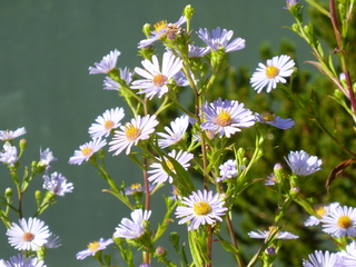 Filename=P1080868.JPG
Filesize=5463KiB
Dimensions=4320x3240
Date added=Aug 10, 2020 P1080868.JPG