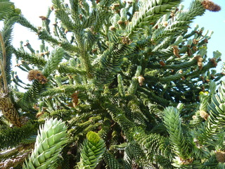 Filename=P1080874.JPG
Filesize=5869KiB
Dimensions=4320x3240
Date added=Aug 10, 2020 P1080874.JPG