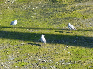 Filename=P1080881.JPG
Filesize=6094KiB
Dimensions=4320x3240
Date added=Aug 10, 2020 P1080881.JPG