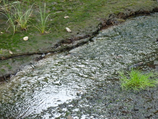 Filename=P1080902.JPG
Filesize=6286KiB
Dimensions=4320x3240
Date added=Aug 13, 2020 P1080902.JPG