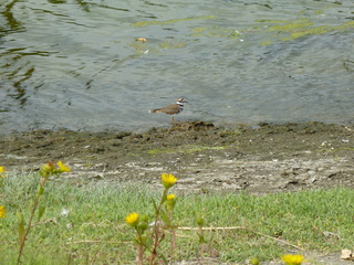 Filename=P1080921.JPG
Filesize=6034KiB
Dimensions=4320x3240
Date added=Aug 13, 2020 P1080921.JPG