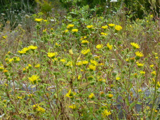 Filename=P1080927.JPG
Filesize=6000KiB
Dimensions=4320x3240
Date added=Aug 13, 2020 P1080927.JPG