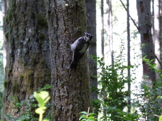 Filename=P1090002.JPG
Filesize=5361KiB
Dimensions=4320x3240
Date added=Aug 13, 2020 P1090002.JPG