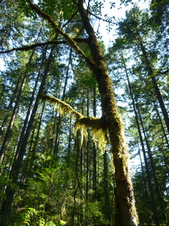 Filename=P1090006.JPG
Filesize=4738KiB
Dimensions=3240x4320
Date added=Aug 13, 2020 P1090006.JPG