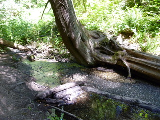 Filename=P1090024.JPG
Filesize=5567KiB
Dimensions=4320x3240
Date added=Aug 26, 2020 P1090024.JPG