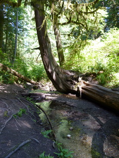 Filename=P1090029.JPG
Filesize=4617KiB
Dimensions=3240x4320
Date added=Aug 26, 2020 P1090029.JPG