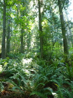 Filename=P1090041.JPG
Filesize=5042KiB
Dimensions=3240x4320
Date added=Aug 26, 2020 P1090041.JPG