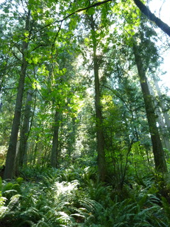 Filename=P1090042.JPG
Filesize=4614KiB
Dimensions=3240x4320
Date added=Aug 26, 2020 P1090042.JPG