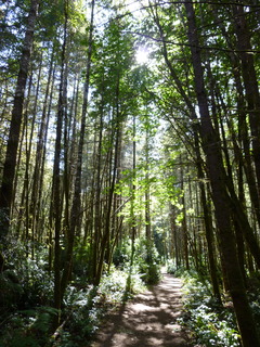 Filename=P1090050.JPG
Filesize=4821KiB
Dimensions=3240x4320
Date added=Aug 26, 2020 P1090050.JPG