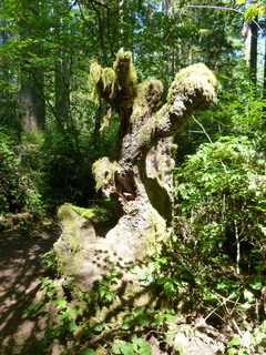 Filename=P1090056.JPG
Filesize=4858KiB
Dimensions=3240x4320
Date added=Sep 02, 2020 P1090056.JPG