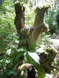 Filename=P1090059.JPG
Filesize=4738KiB
Dimensions=3240x4320
Date added=Sep 02, 2020 P1090059.JPG