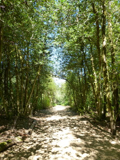 Filename=P1090074.JPG
Filesize=4842KiB
Dimensions=3240x4320
Date added=Sep 02, 2020 P1090074.JPG