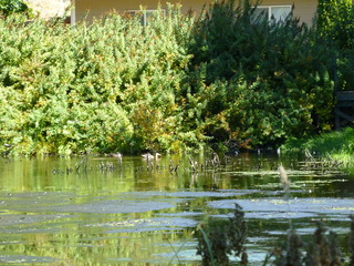 Filename=P1090081.JPG
Filesize=5553KiB
Dimensions=4320x3240
Date added=Sep 02, 2020 P1090081.JPG