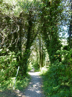 Filename=P1090091.JPG
Filesize=4808KiB
Dimensions=3240x4320
Date added=Sep 02, 2020 P1090091.JPG