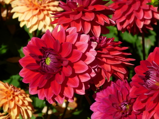 Filename=P1090092.JPG
Filesize=5488KiB
Dimensions=4320x3240
Date added=Sep 02, 2020 P1090092.JPG