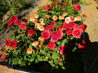 Filename=P1090095.JPG
Filesize=5572KiB
Dimensions=4320x3240
Date added=Sep 02, 2020 P1090095.JPG