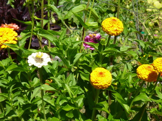 Filename=P1090111.JPG
Filesize=5593KiB
Dimensions=4320x3240
Date added=Sep 02, 2020 P1090111.JPG