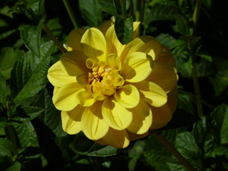 Filename=P1090112.JPG
Filesize=5591KiB
Dimensions=4320x3240
Date added=Sep 02, 2020 P1090112.JPG