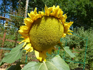 Filename=P1090117.JPG
Filesize=5843KiB
Dimensions=4320x3240
Date added=Sep 02, 2020 P1090117.JPG