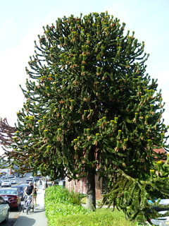 Filename=P1090130.JPG
Filesize=4807KiB
Dimensions=3240x4320
Date added=Sep 28, 2020 P1090130.JPG