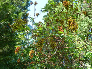 Filename=P1090153.JPG
Filesize=5790KiB
Dimensions=4320x3240
Date added=Sep 28, 2020 P1090153.JPG