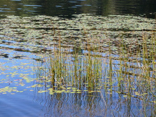 Filename=P1090169.JPG
Filesize=5657KiB
Dimensions=4320x3240
Date added=Sep 28, 2020 P1090169.JPG