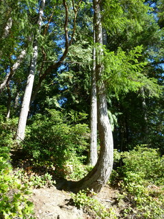 Filename=P1090172.JPG
Filesize=4685KiB
Dimensions=3240x4320
Date added=Sep 28, 2020 P1090172.JPG