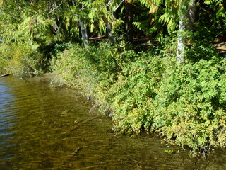 Filename=P1090193.JPG
Filesize=5708KiB
Dimensions=4320x3240
Date added=Sep 28, 2020 P1090193.JPG