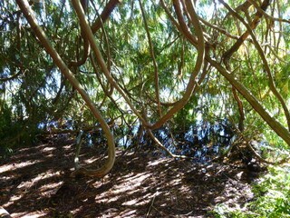 Filename=P1090194.JPG
Filesize=5618KiB
Dimensions=4320x3240
Date added=Sep 28, 2020 P1090194.JPG