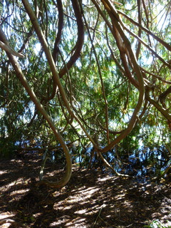 Filename=P1090195.JPG
Filesize=4891KiB
Dimensions=3240x4320
Date added=Sep 28, 2020 P1090195.JPG