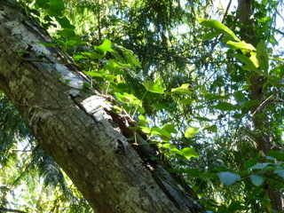 Filename=P1090197.JPG
Filesize=6228KiB
Dimensions=4320x3240
Date added=Sep 28, 2020 P1090197.JPG