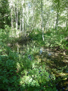 Filename=P1090217.JPG
Filesize=4668KiB
Dimensions=3240x4320
Date added=Sep 28, 2020 P1090217.JPG