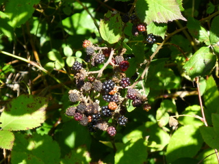 Filename=P1090231.JPG
Filesize=5917KiB
Dimensions=4320x3240
Date added=Sep 28, 2020 P1090231.JPG