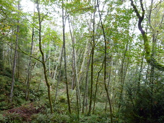 Filename=P1090254.JPG
Filesize=5664KiB
Dimensions=4320x3240
Date added=Oct 05, 2020 P1090254.JPG