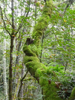 Filename=P1090257.JPG
Filesize=5034KiB
Dimensions=3240x4320
Date added=Oct 05, 2020 P1090257.JPG