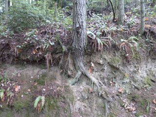 Filename=P1090261.JPG
Filesize=6062KiB
Dimensions=4320x3240
Date added=Oct 05, 2020 P1090261.JPG