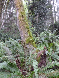 Filename=P1090267.JPG
Filesize=5083KiB
Dimensions=3240x4320
Date added=Oct 05, 2020 P1090267.JPG