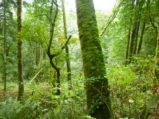 Filename=P1090270.JPG
Filesize=5729KiB
Dimensions=4320x3240
Date added=Oct 05, 2020 P1090270.JPG