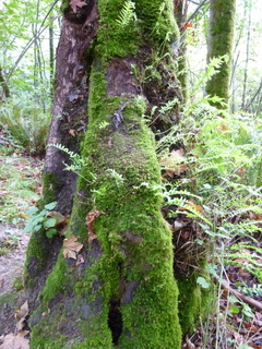 Filename=P1090276.JPG
Filesize=5058KiB
Dimensions=3240x4320
Date added=Oct 05, 2020 P1090276.JPG