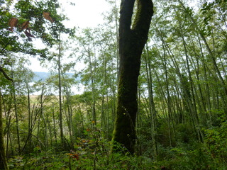 Filename=P1090278.JPG
Filesize=5780KiB
Dimensions=4320x3240
Date added=Oct 05, 2020 P1090278.JPG