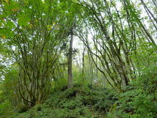 Filename=P1090279.JPG
Filesize=5629KiB
Dimensions=4320x3240
Date added=Oct 05, 2020 P1090279.JPG