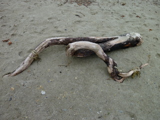 Filename=P1090303.JPG
Filesize=5243KiB
Dimensions=4320x3240
Date added=Oct 05, 2020 P1090303.JPG