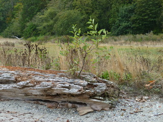 Filename=P1090304.JPG
Filesize=5611KiB
Dimensions=4320x3240
Date added=Oct 05, 2020 P1090304.JPG