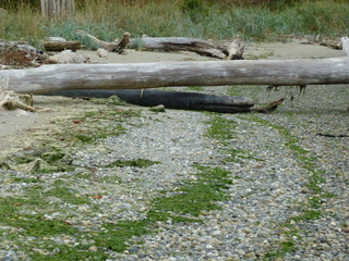 Filename=P1090309.JPG
Filesize=5858KiB
Dimensions=4320x3240
Date added=Oct 05, 2020 P1090309.JPG