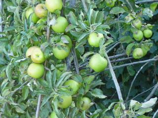 Filename=P1090359.JPG
Filesize=5985KiB
Dimensions=4320x3240
Date added=Nov 01, 2020 P1090359.JPG